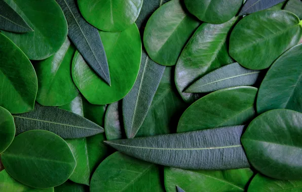 Картинка листья, фон, green, texture, background, leaves