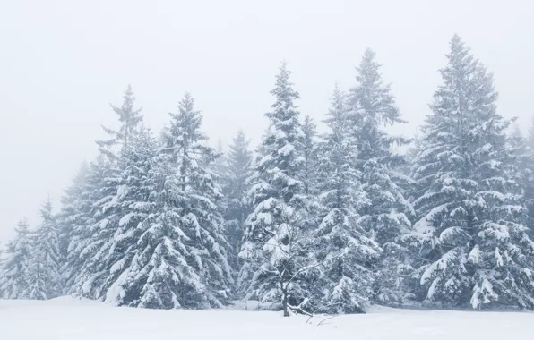 Картинка зима, снег, деревья, пейзаж, зимний, елки, landscape, beautiful, winter, snow, fir tree
