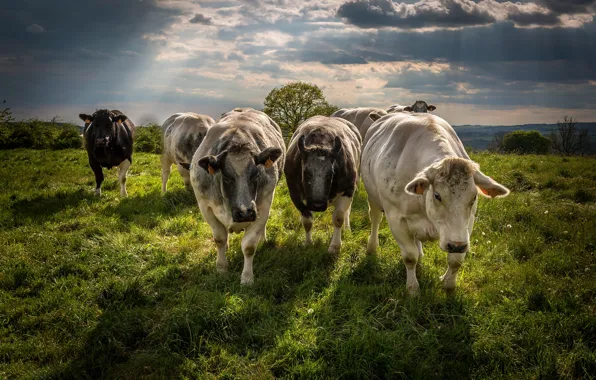 Картинка поле, лето, трава, облака, свет, тучи, природа, коровы, пастбище, луг, трио, стадо, домашний скот