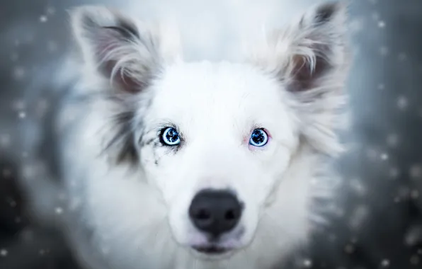 Картинка зима, взгляд, морда, снег, крупный план, природа, фон, портрет, собака, нос, красавица, белая, уши, голубые …