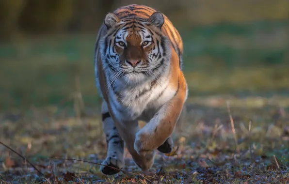 Картинка взгляд, тигр, дикая кошка