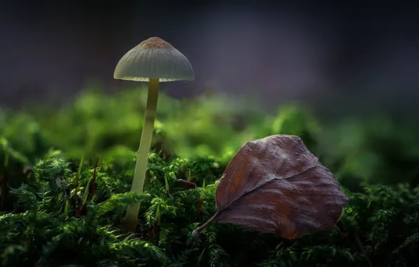 Картинка лес, лист, гриб, мох, боке