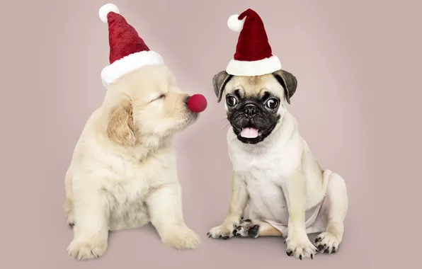 Картинка собака, Новый Год, Рождество, щенок, санта, лабрадор, Christmas, puppy, dog, New Year, cute, Merry, santa …