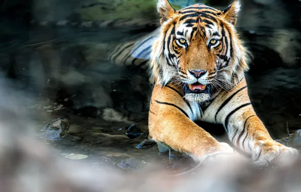 Картинка tiger, water, feline