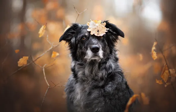 Картинка осень, взгляд, морда, ветки, лист, собака, боке