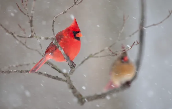 Картинка зима, снег, птицы, ветки, природа, пара, кардинал