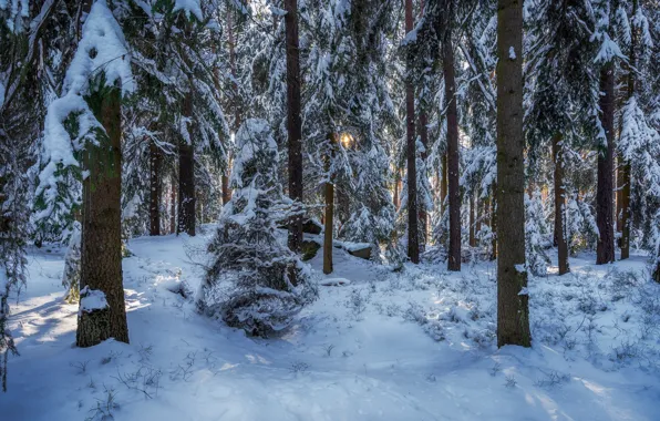 Картинка зима, лес, снег, деревья, Германия