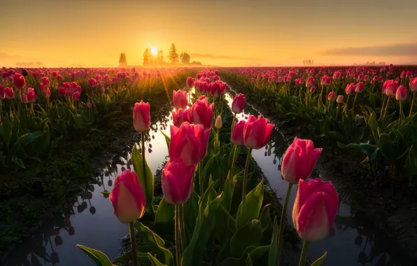 Картинка поле, свет, цветы, весна, утро, тюльпаны