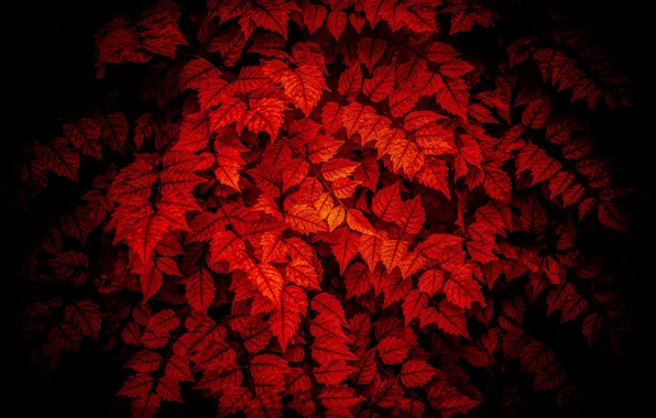 Картинка листья, освещение, красное на черном