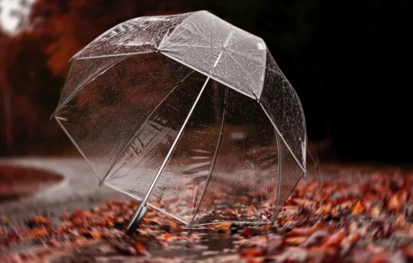 Картинка дорога, осень, листья, капли, деревья, дождь, зонт