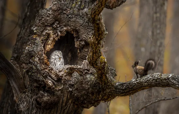 Картинка дерево, сова, белка, tree, дупло, owl, squirrel, hollow