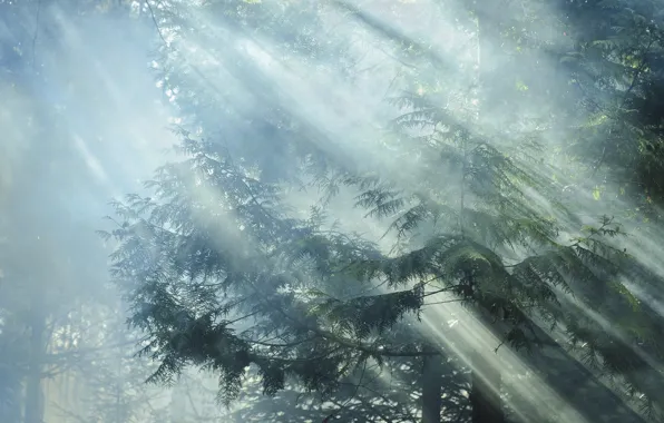 Картинка лес, лучи, свет, деревья, ветки, природа, утро