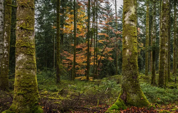 Картинка осень, лес, деревья, мох