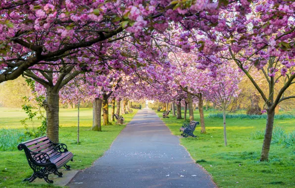 Картинка деревья, цветы, скамейка, парк, весна, сакура, цветение, pink, blossom, park, tree, sakura, cherry, spring, bench