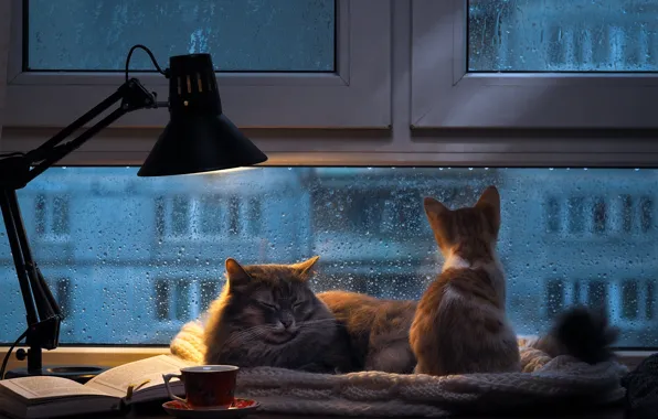 Картинка осень, кошка, кот, стекло, капли, свет, кошки, город, уют, дом, котенок, тепло, серый, комната, дождь, …