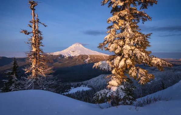 Картинка зима, снег, деревья, гора, Орегон, Oregon, Mount Hood, Каскадные горы, Cascade Range, Гора Худ