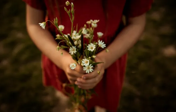 Картинка девушка, цветы, ромашки