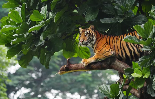 Картинка Тигр, Деревья, Листья, Tiger, Trees, Leaves, Wildlife, Дикая Природа