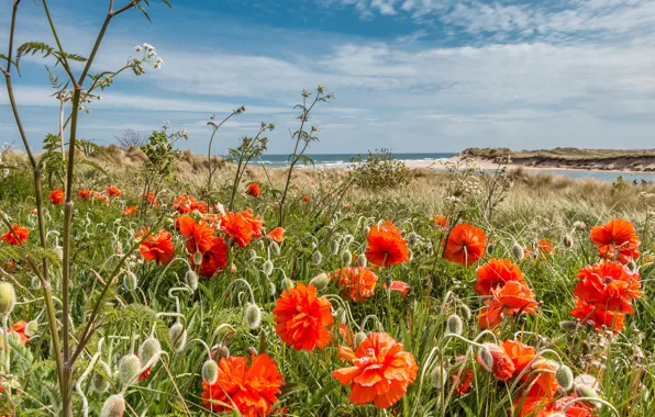 Картинка море, небо, трава, солнце, облака, цветы, побережье, Англия, маки, горизонт, Northumberland, Alnmouth village
