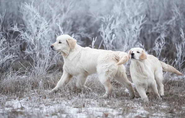 Картинка зима, иней, собаки, трава, снег, ветки, природа, поза, поляна, игра, две, щенки, бег, пара, белые, …