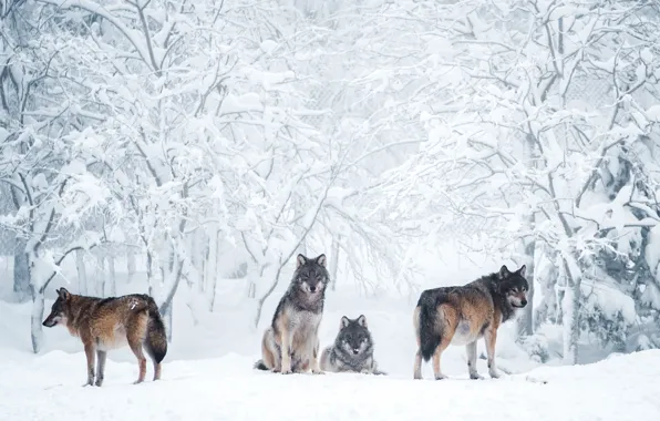 Картинка зима, иней, лес, снег, деревья, ветки, природа, серый, волк, стая, сугробы, волки, компания, серые, светлый …