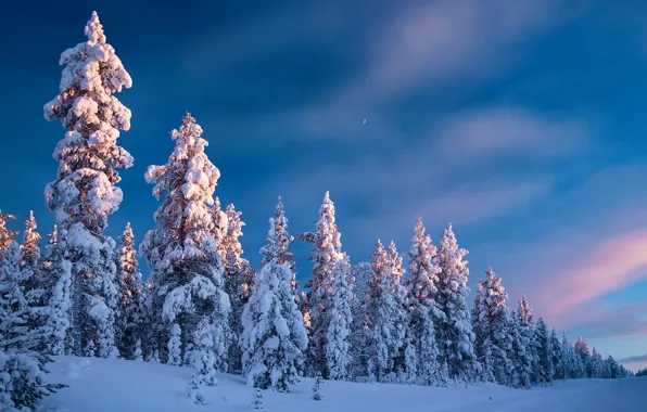 Картинка зима, дорога, лес, небо, снег, деревья, ели, Финляндия, Finland, Lapland, Лапландия