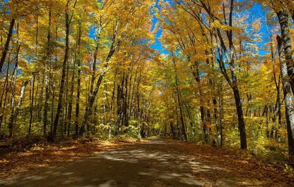 Картинка дорога, осень, деревья, Канада, Онтарио, Canada, Ontario, Algonquin Provincial Park, Алгонкинский провинциальный парк