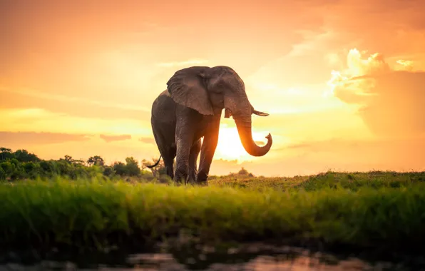 Картинка закат, слон, Африка
