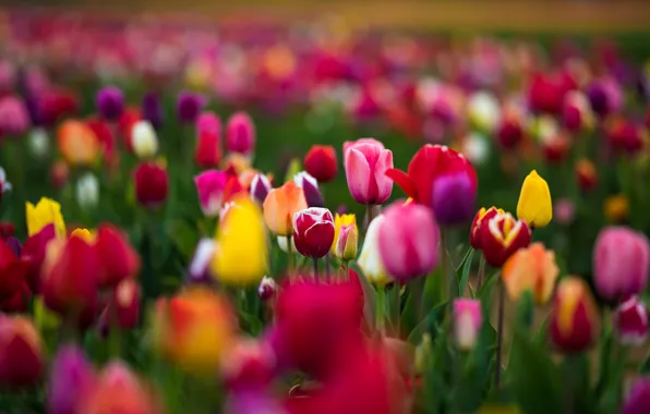 Картинка Pink, Green, Flowers, Yellow, RED, Tulips
