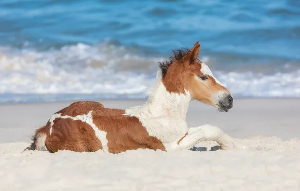 Картинка песок, океан, лошадка, жеребёнок