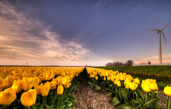 Картинка поле, небо, облака, цветы, перспектива, красота, ветряк, весна, желтые, тюльпаны, солома, грядки, Нидерланды, бутоны, много, …