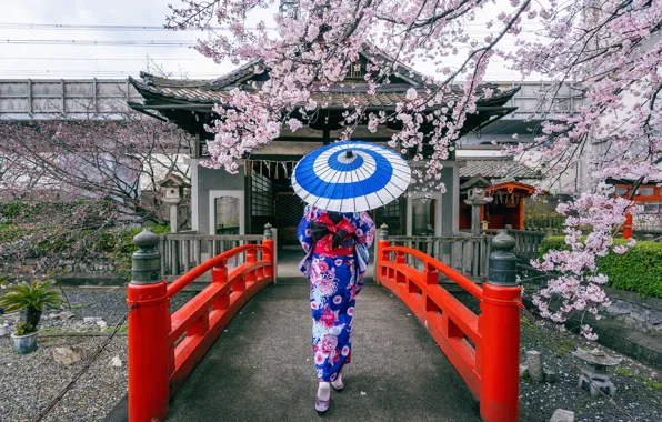 Картинка мост, вишня, японка, весна, зонт, Япония, сакура, Japan, кимоно, цветение, woman, bridge, umbrella, blossom, sakura, …