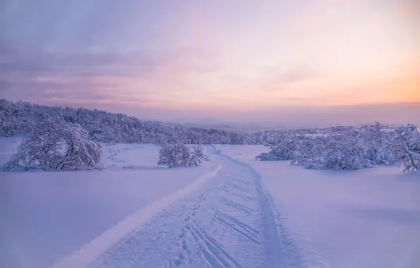 Картинка зима, дорога, лес, снег, деревья, следы, Россия, Мурманская область