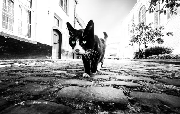 Картинка кот, дома, мостовая, cat, houses, pavement, Marc Huybrighs