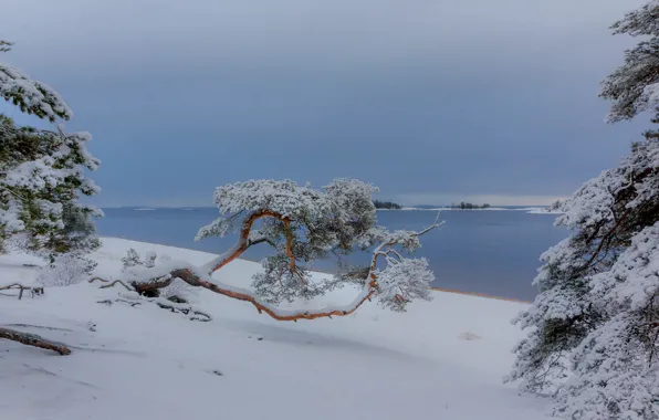 Картинка зима, снег, деревья, пейзаж, природа, озеро, сосны, Ладога, Vaschenkov Pavel