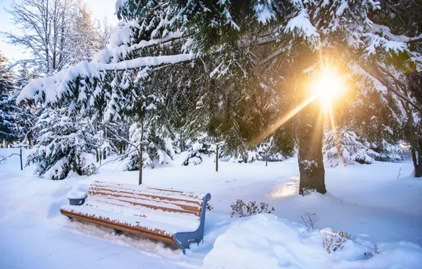 Картинка зима, снег, скамейка, парк, white, landscape, park, winter, snow, tree, bench