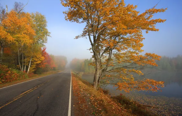 Картинка дорога, осень, лес, туман, озеро, фото