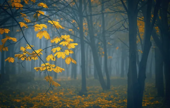 Картинка осень, деревья, природа, туман