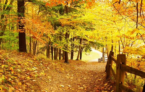 Картинка дорога, осень, лес, листья, деревья, парк, forest, road, landscape, park, autumn, leaves, tree, country, fall