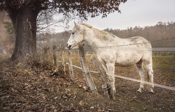 Картинка природа, конь, забор