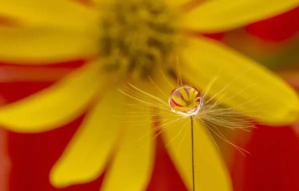 Картинка цветок, капля, flower, drop, Marketa Zvelebil