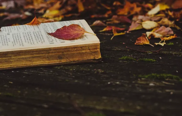 Картинка осень, листья, природа, ноты, темный фон, доски, желтые, красные, книга, листопад, старая, опавшие, осенние, осенние …
