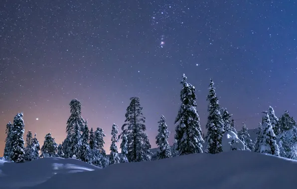 Картинка зима, небо, снег, деревья, звёзды, сугробы, звёздное небо