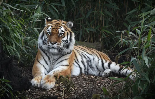Картинка тигр, заросли, отдых, хищник
