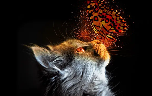 Картинка кошка, свет, бабочка