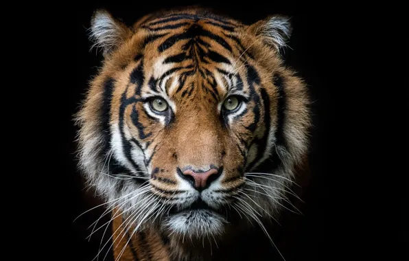 Картинка тигр, фон, зверь