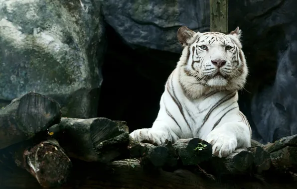 Картинка морда, тигр, камни, хищник, лапы, лежит, белый тигр, отдыхает, красавец, боке