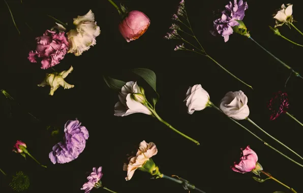 Картинка цветы, розы, colorful, черный фон, black, flowers, background, roses, гвоздики