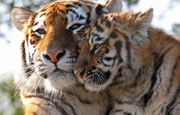 Картинка детёныш, котёнок, дикие кошки, тигры, тигрица, тигрёнок, материнство
