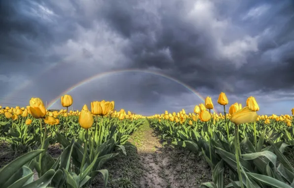 Картинка поле, пейзаж, тучи, природа, красота, радуга, тюльпаны, nature, жёлтые тюльпаны